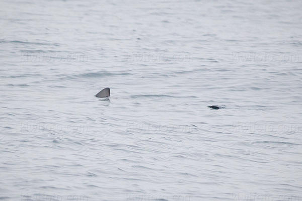 Blue Shark Picture @ Kiwifoto.com