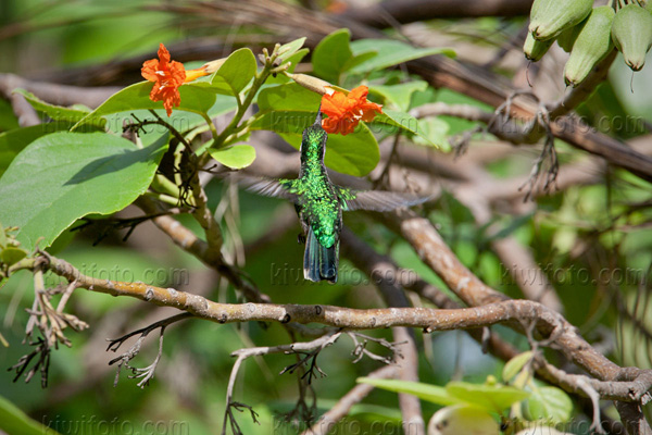 Blue-tailed Emerald Image @ Kiwifoto.com