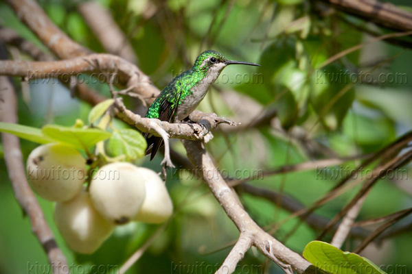 Blue-tailed Emerald