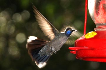 Blue-throated Hummingbird Image @ Kiwifoto.com