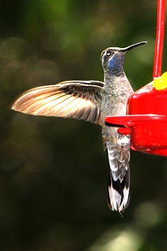 Blue-throated Hummingbird Image @ Kiwifoto.com