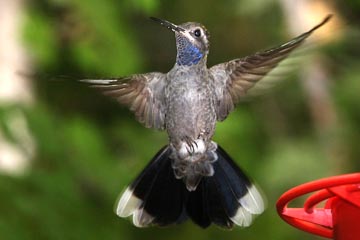 Blue-throated Hummingbird Image @ Kiwifoto.com