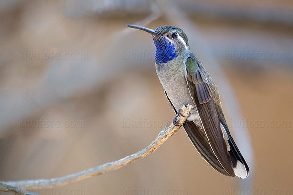 Blue-throated Mountain-gem Image @ Kiwifoto.com