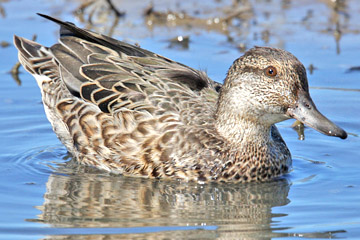 Blue-winged Teal Image @ Kiwifoto.com