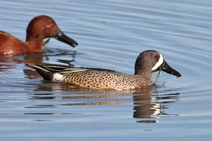 Blue-winged Teal Picture @ Kiwifoto.com