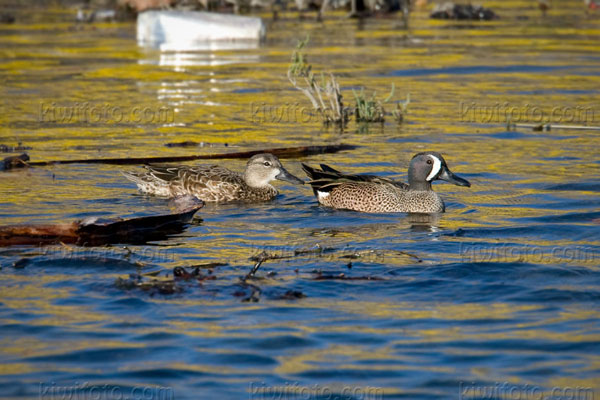 Blue-winged Teal Picture @ Kiwifoto.com