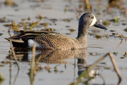 Blue-winged Teal Image @ Kiwifoto.com