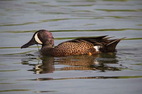 Blue-winged Teal Photo @ Kiwifoto.com