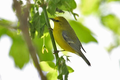 Blue-winged Warbler Photo @ Kiwifoto.com