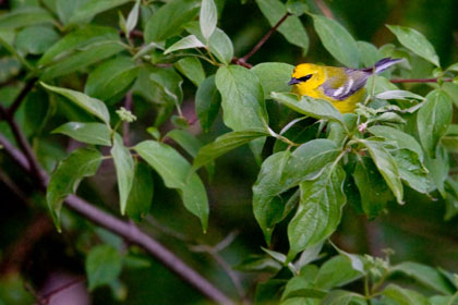 Blue-winged Warbler Image @ Kiwifoto.com