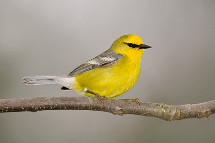 Blue-winged Warbler Photo @ Kiwifoto.com