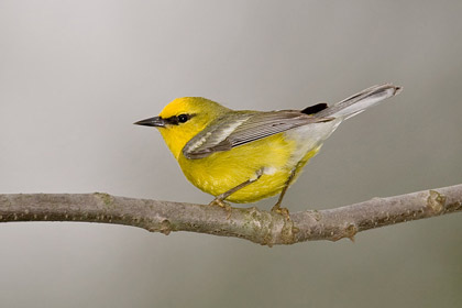 Blue-winged Warbler Picture @ Kiwifoto.com