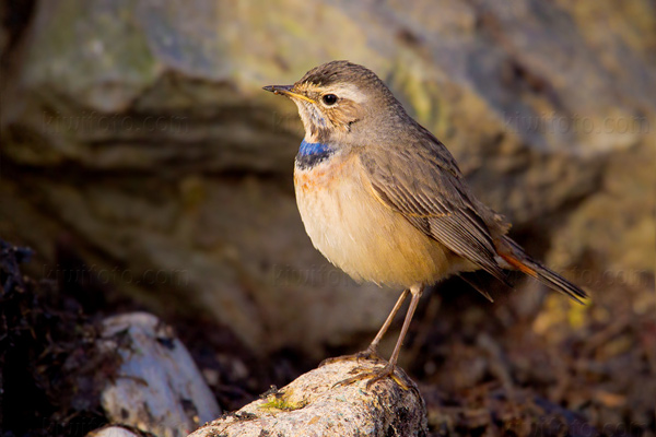 Bluethroat Picture @ Kiwifoto.com