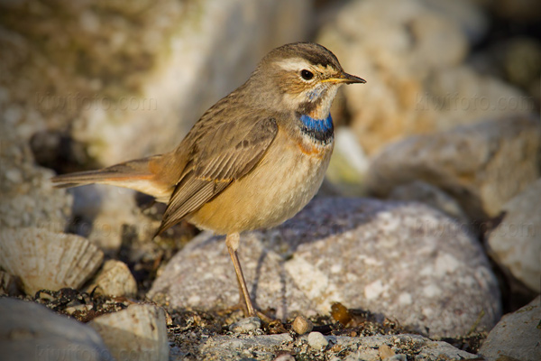 Bluethroat Image @ Kiwifoto.com