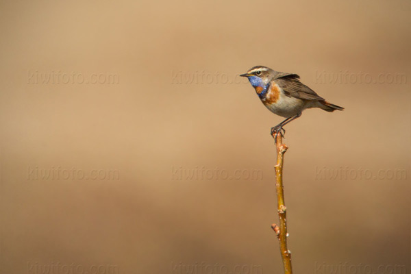 Bluethroat