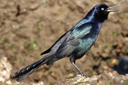 Boat-tailed Grackle Image @ Kiwifoto.com