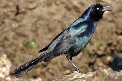 Boat-tailed Grackle Picture @ Kiwifoto.com