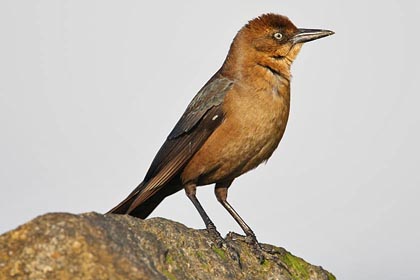 Boat-tailed Grackle Image @ Kiwifoto.com