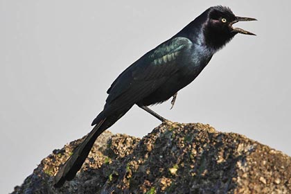 Boat-tailed Grackle Image @ Kiwifoto.com