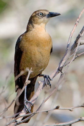 Boat-tailed Grackle Photo @ Kiwifoto.com