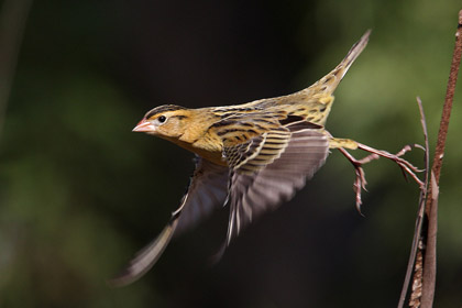 Bobolink Photo @ Kiwifoto.com