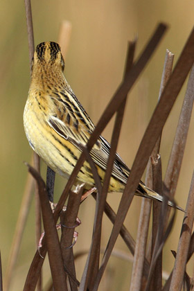 Bobolink Picture @ Kiwifoto.com