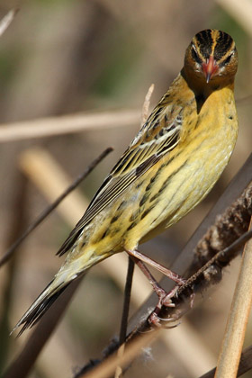 Bobolink Image @ Kiwifoto.com