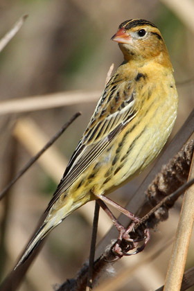 Bobolink Picture @ Kiwifoto.com