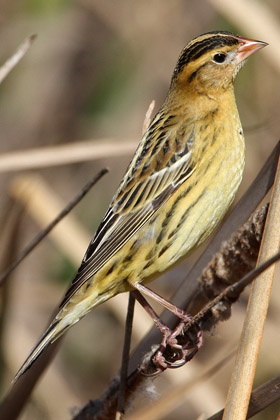 Bobolink Image @ Kiwifoto.com