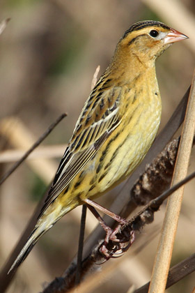 Bobolink Image @ Kiwifoto.com