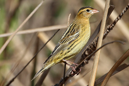 Bobolink Picture @ Kiwifoto.com