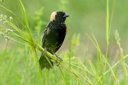 Bobolink Picture @ Kiwifoto.com