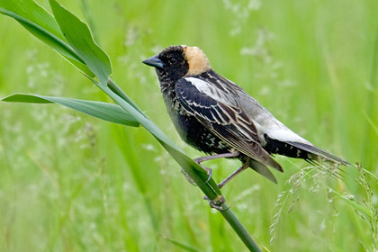 Bobolink