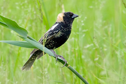 Bobolink