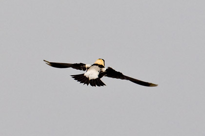 Bobolink Image @ Kiwifoto.com