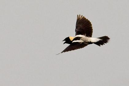 Bobolink Image @ Kiwifoto.com