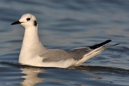 Bonaparte's Gull Picture @ Kiwifoto.com