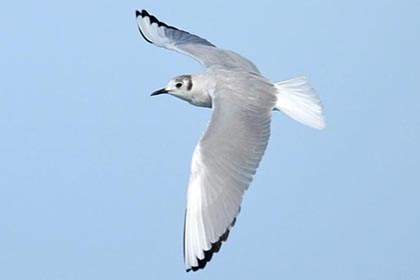 Bonaparte's Gull Image @ Kiwifoto.com