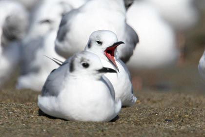 Bonaparte's Gull Image @ Kiwifoto.com