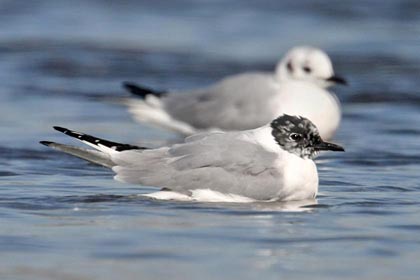 Bonaparte's Gull Photo @ Kiwifoto.com
