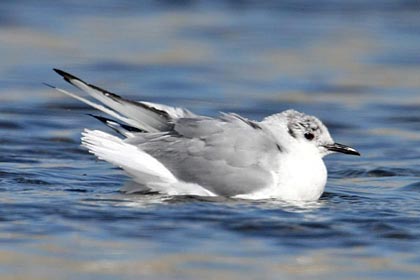 Bonaparte's Gull Image @ Kiwifoto.com