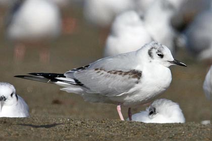 Bonaparte's Gull Picture @ Kiwifoto.com