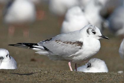 Bonaparte's Gull Photo @ Kiwifoto.com