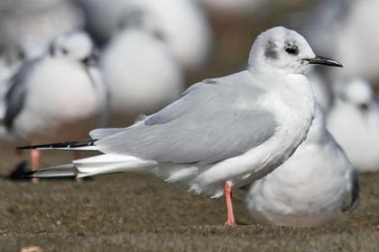 Bonaparte's Gull Image @ Kiwifoto.com