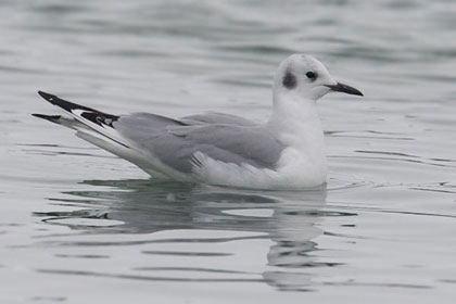 Bonaparte's Gull Photo @ Kiwifoto.com