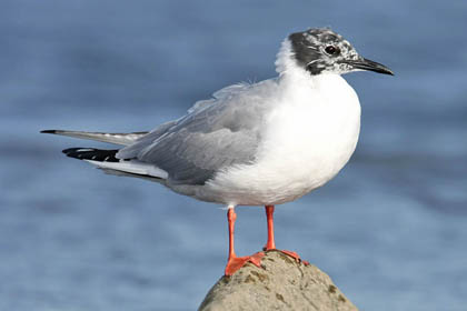 Bonaparte's Gull Photo @ Kiwifoto.com