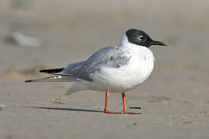 Bonaparte's Gull Image @ Kiwifoto.com