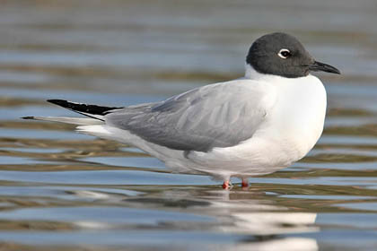 Bonaparte's Gull Photo @ Kiwifoto.com