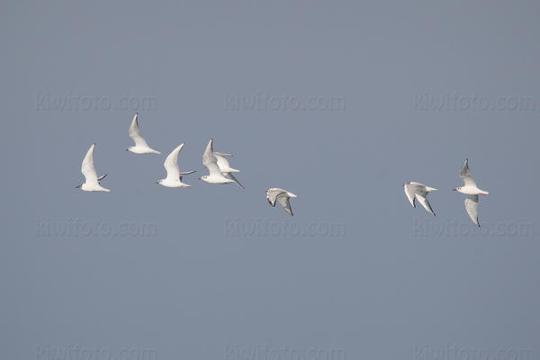 Bonaparte's Gull Photo @ Kiwifoto.com