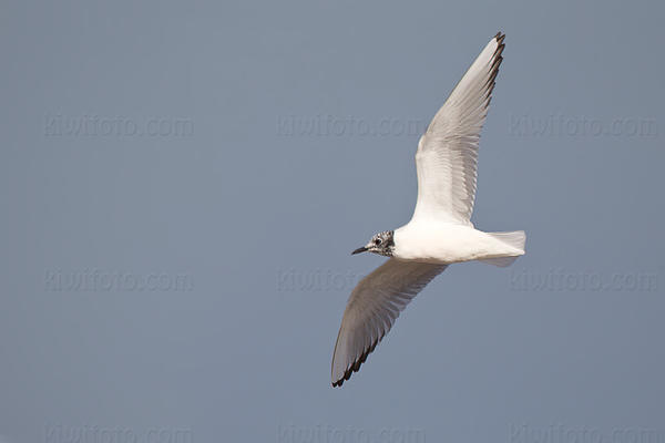 Bonaparte's Gull Photo @ Kiwifoto.com